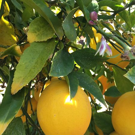 Lemon Tree Hotel Donji Seget Exterior foto