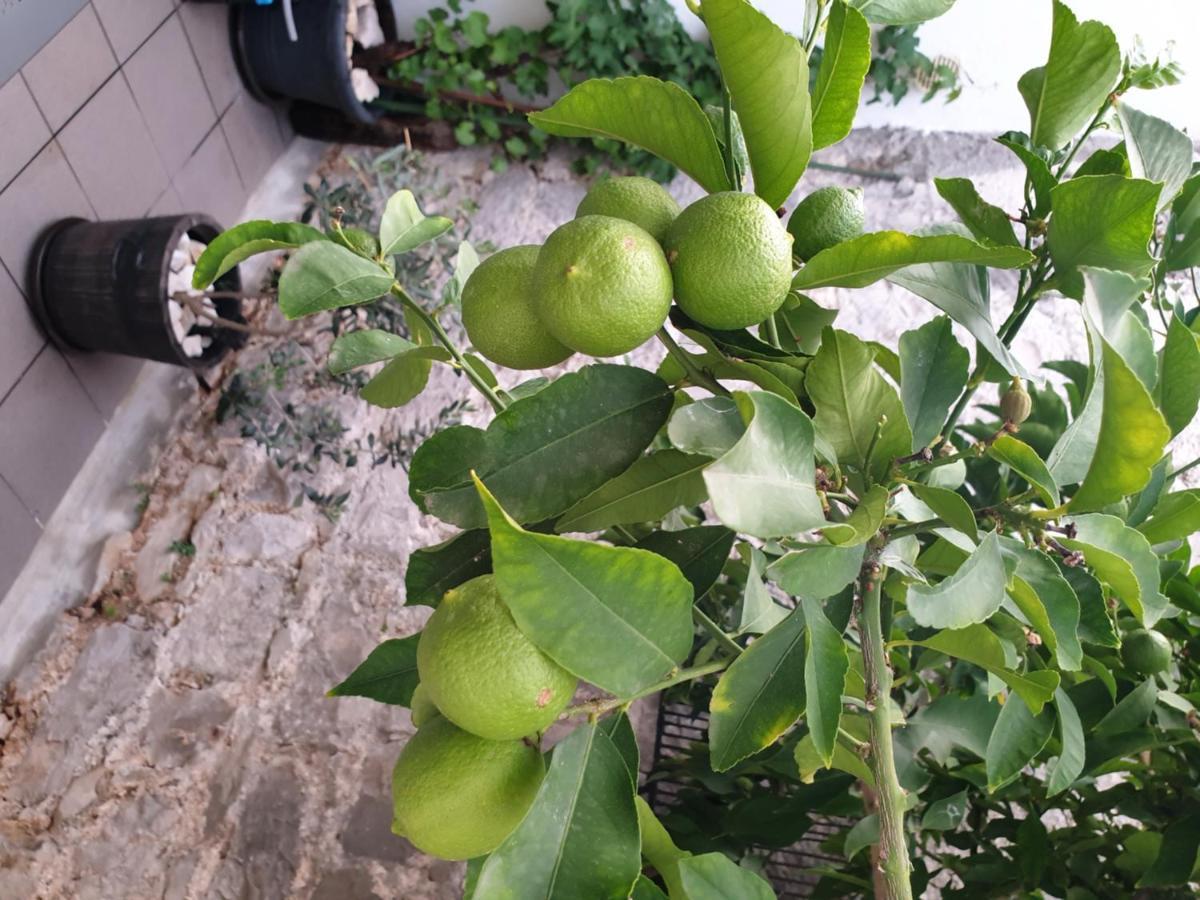 Lemon Tree Hotel Donji Seget Exterior foto