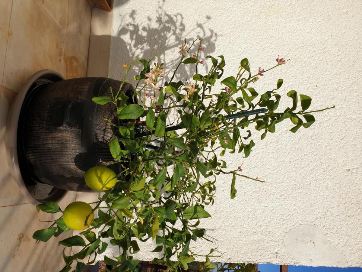Lemon Tree Hotel Donji Seget Exterior foto