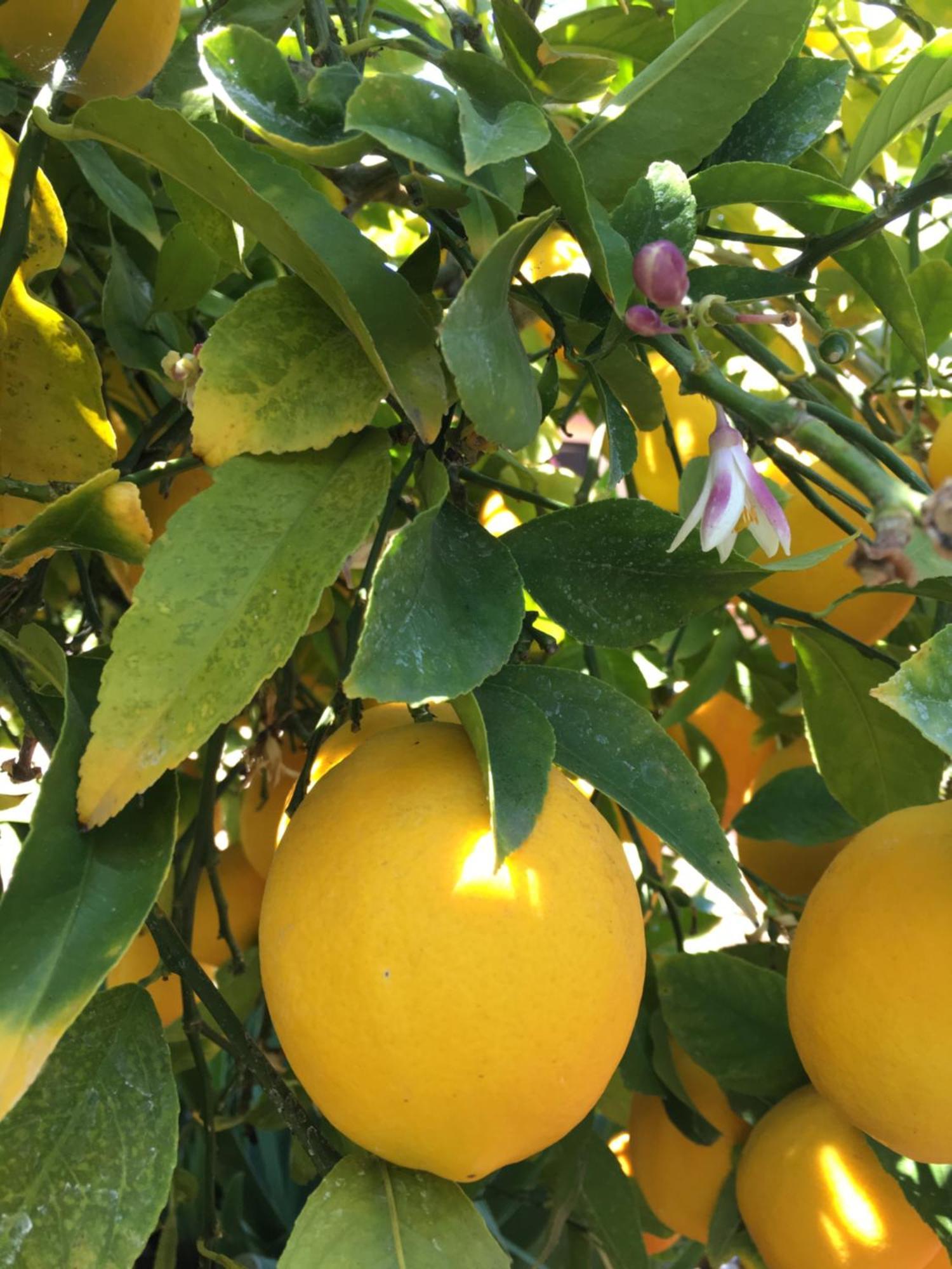 Lemon Tree Hotel Donji Seget Exterior foto